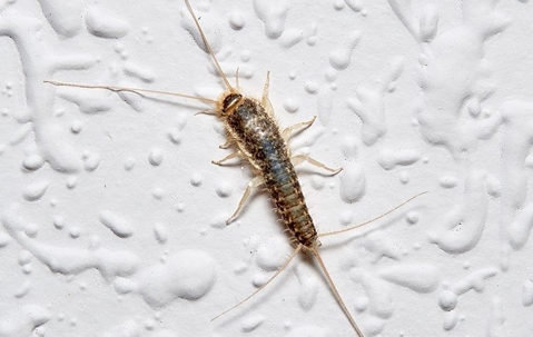 Silverfish